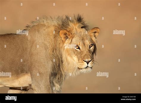 Portrait Of A Male African Lion Panthera Leo South Africa Stock