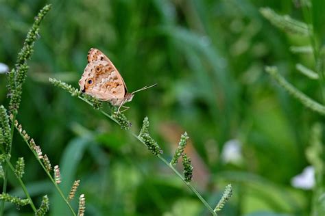 Inseto Borboleta Entomologia Foto Gratuita No Pixabay Pixabay