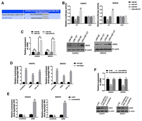 Circkif4a Sponges Mir 127 To Promote Ovarian Cancer Progression