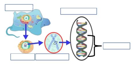 Unit Genetics Summative Review Diagram Quizlet