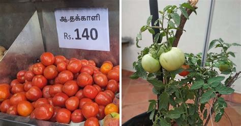 How To Grow Tomatoes At Home And The Story Of Indias ‘wilayati Baingan