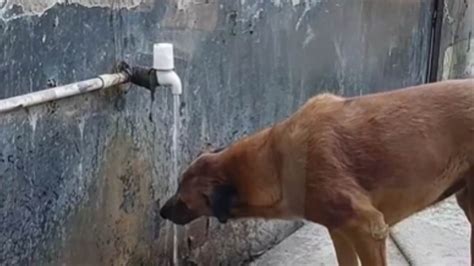 Watch Womans Kindness Towards Stray Dog Is Winning Hearts Online News18
