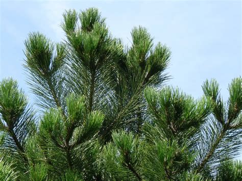 Pinus Nigra Subsp Nigra Oostenrijkse Den Zwarte Den Pijnboom