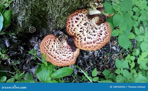 Dryad S Saddle Or Pheasant S Back Mushroom Stock Photo Image Of