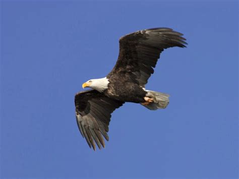 The Largest Bald Eagle Nest Ever Built In Maine Animals Around The Globe