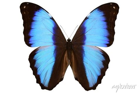 Peruano Azul Morpho Borboleta Morpho Deidamia Macho Upside