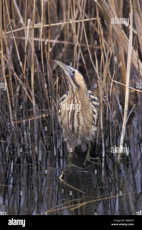 Botaurus Hi Res Stock Photography And Images Alamy