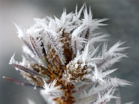 Rime Ice or Hoar Frost? There is a Difference! - DTN