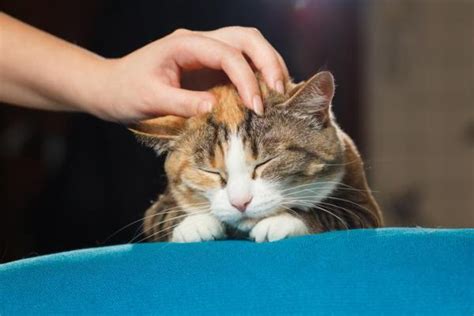 Why Do My Cat S Ears Feel Hot Causes And Solutions
