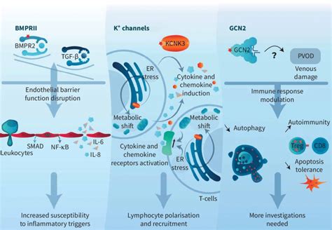 Heritable Pulmonary Arterial Hypertension Predisposing Mutations Download Scientific Diagram