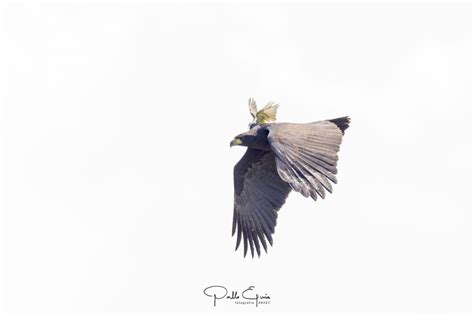 Guila Negra Buteogallus Urubitinga Ecoregistros