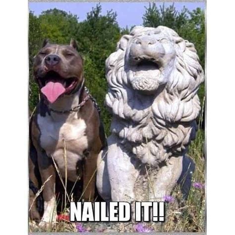 The Funniest Pitbull Memes - K9nerds.com