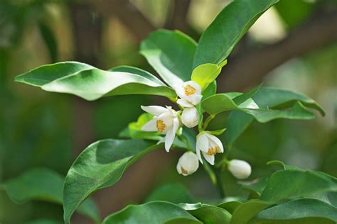 How to Grow and Care for a Satsuma Orange Tree