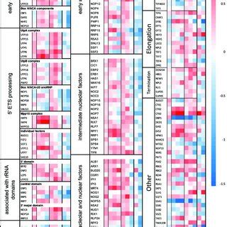 Heatmaps for genes encoding nuclear pore proteins. The columns are ...