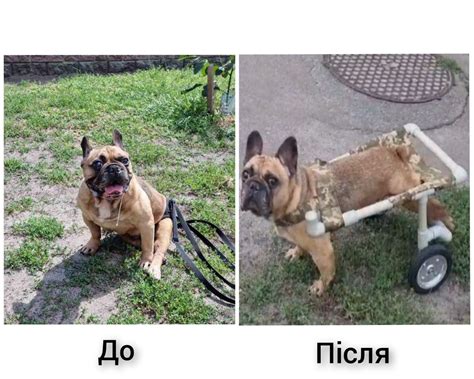Инвалидная коляска для собак - Інші послуги для тварин Полтава на Olx