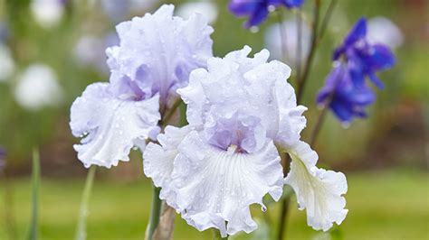 Troubleshooting Your Bearded Irises Garden Gate