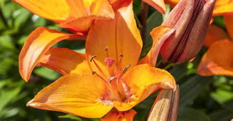 Lilium 'Rising Moon'