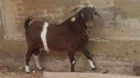 Goat Gave Birth To Eight Legs Calf In West Bengal People Gathered To