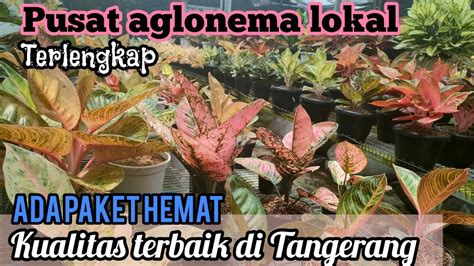 Pusat Aglaonema Lokal Terlengkap Kualitas No Banyak Diskon Menarik