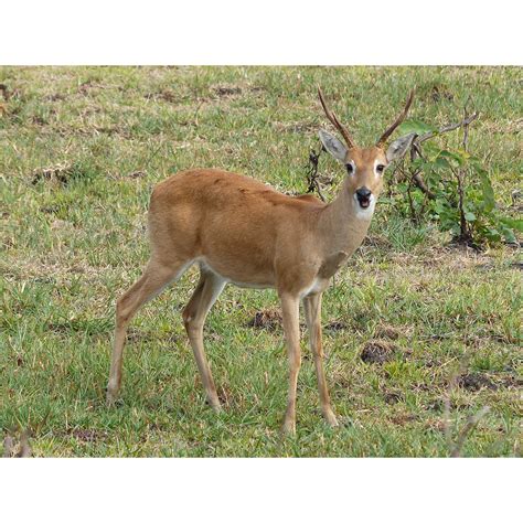 Пампасные олени (Ozotoceros) | LifeCatalog