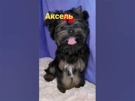 цветной йорк - YouTube