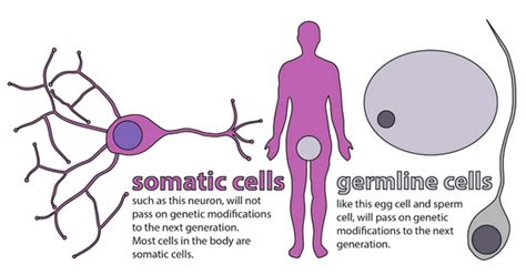 Unit 3a-3: CRISPR and Germ Line Editing – The Biology Classroom