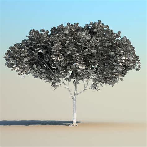 Delonix Regia 3D Model 39 Max Fbx Obj Unknown Free3D