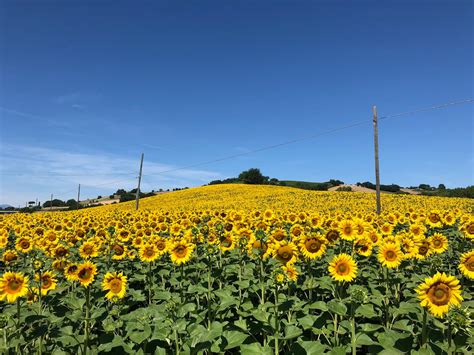 Girasole Sunflower Fields - Marche, Italy - Travel is my favorite Sport