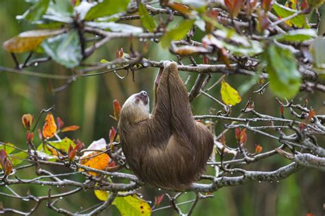 How Much Do Sloths Sleep The Sloth Conservation Foundation