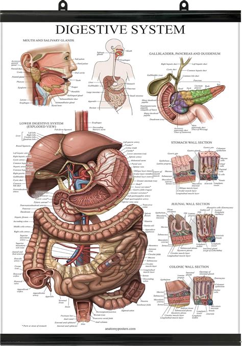 Palace Learning Laminated With Plastic Frame Digestive System Anatomical Chart