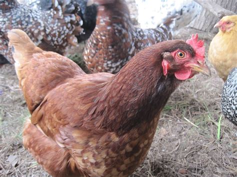 Best Food For Layer Chickens At Steven Townsend Blog