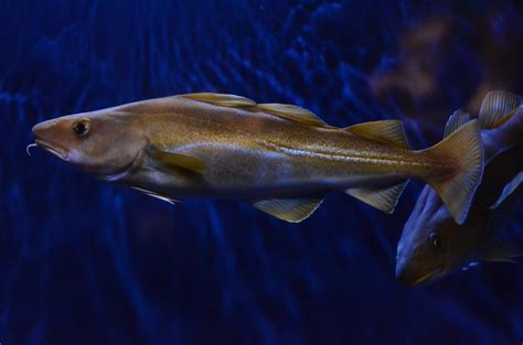 fish guide explore  famous fish ocean info