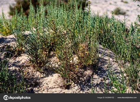 Salicornia Edible Plants Growing Salt Marshes Beaches Named Also Glasswort Stock Photo by ©foto ...