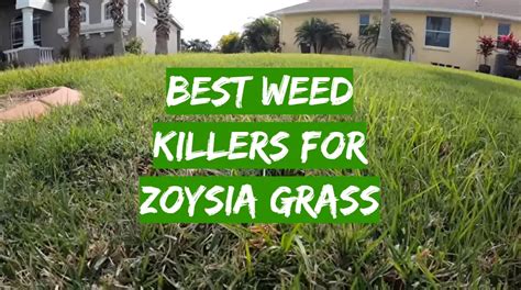 Top 5 Best Weed Killers For Zoysia Grass 2021 Review Grass Killer