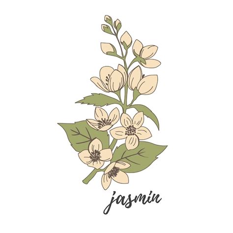 Jasmin Blumen Vektor Illustration Premium Vektor