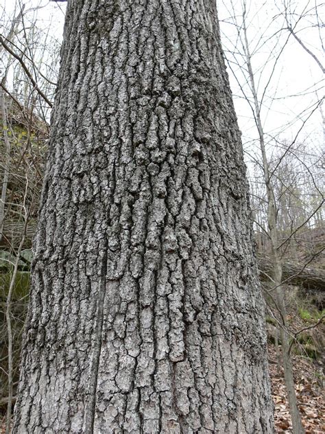 Southern Red Oak