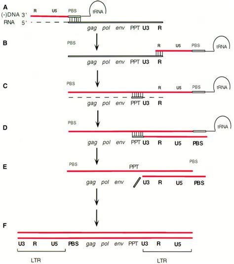 Template Switching Reverse Transcription