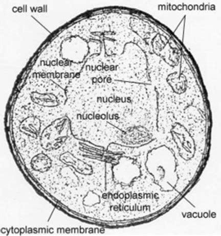 Lab Fungi Part The Yeast Flashcards Quizlet