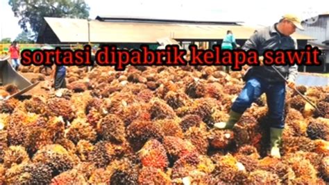 Loading RAMP Pabrik Kelapa Sawit Memisah Kan Janjang Kosong YouTube