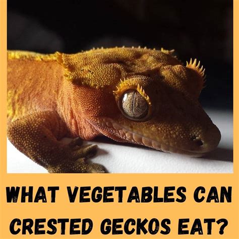 What Vegetables Can Crested Geckos Eat? 11 Safe Vegies