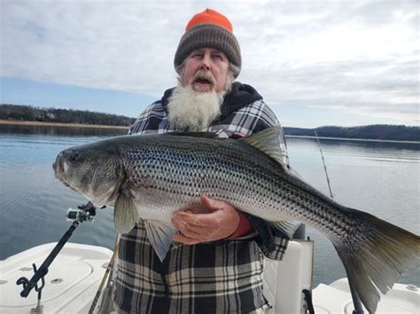 Beaver Lake Striped Bass Fishing Report Guided Striper