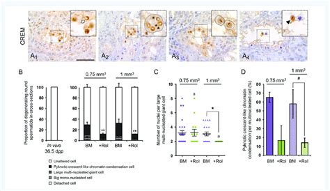 Degenerating round spermatids in testicular explants obtained after an ... 