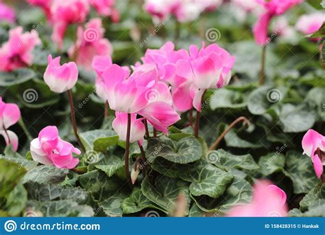 Pink Blossoms Of Cyclamen In The Garden Stock Image Image Of Garden