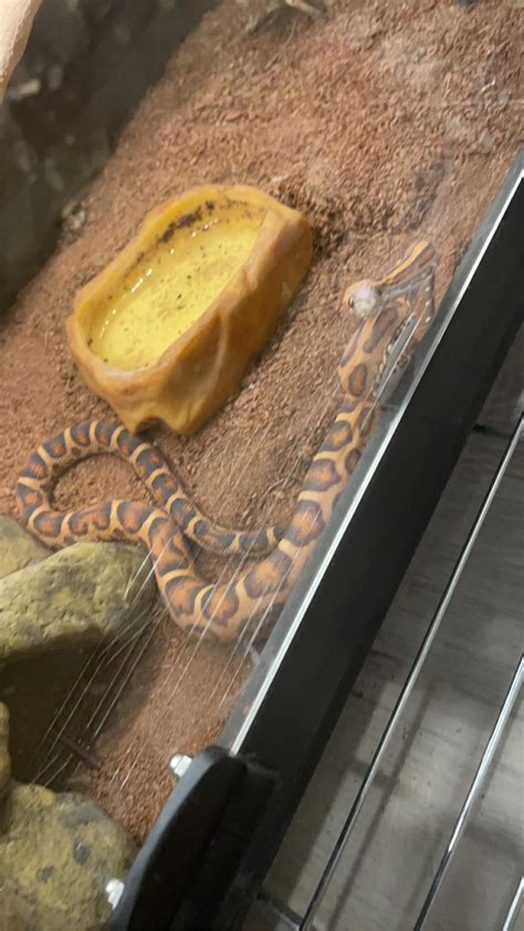 Scaleless Okeetee For Your Viewing Pleasure Rcornsnakes