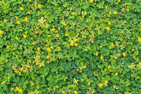 Pinto Peanut Or Arachis Pintoi With Green Leaves And Yellow Flower In