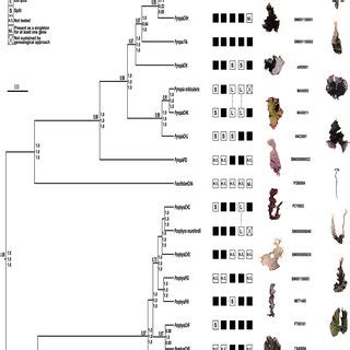 Bayesian Species Tree Inferred Using Beast With Numbers Above