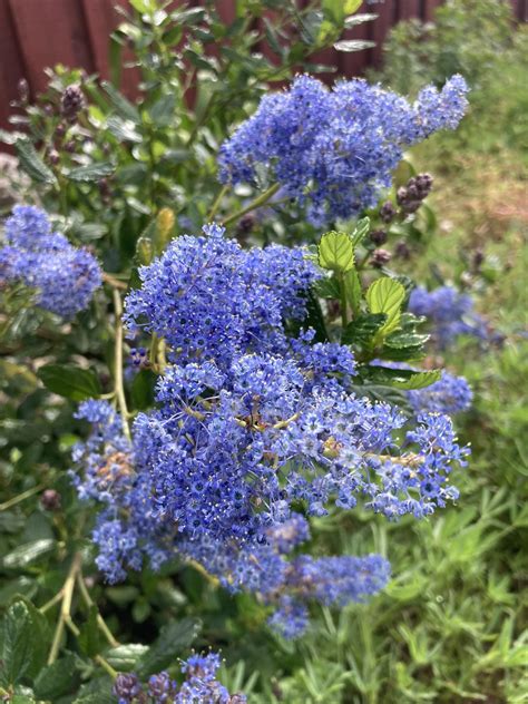 Since We Are Sharing Ceanothus My ‘tassajara Blue’ R Ceanothus