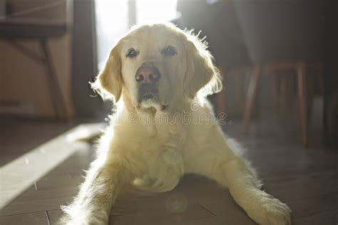 Perro Recuperador Dorado Sentado En El Suelo Frente A La Ventana Del