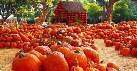 Where Are The Best Pumpkin Patches In Hampton Roads Virginia