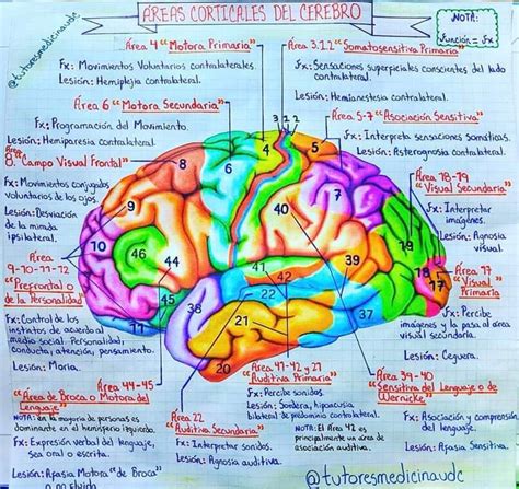 Sintético 97 Foto Mapa Del Cerebro Humano Y Sus Funciones Alta